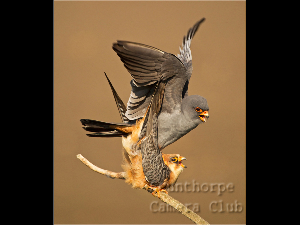 Red Footed Falcons
